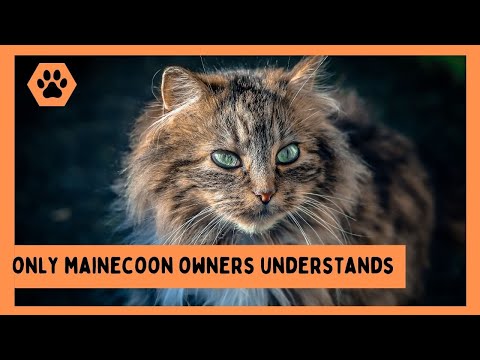 6 Things Only Maine Coon Owners Understand