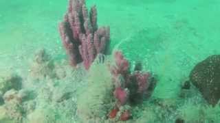 preview picture of video 'Evidencia de corales y praderas en los fondos marinos de Dibulla, Guajira'