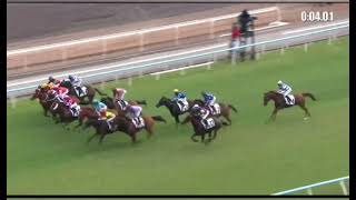 巴基之星VS天將龍駒，你覺得哪一匹比較厲害？#賽馬直擊 #巴基之星#horse #天將龍駒