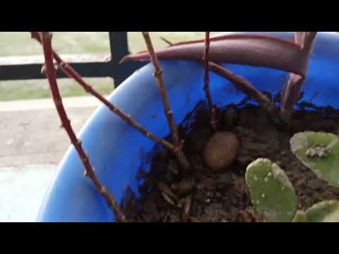 My morning 🌄 with the grace of Almighty Allah. shukar wal hamdulillah