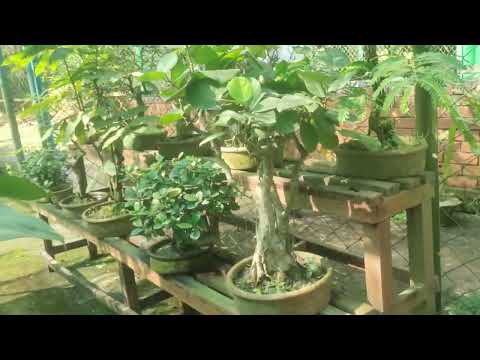 ভিডিও প্রিভিউ ভিডিও