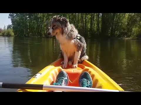 Hund auf dem Kayak