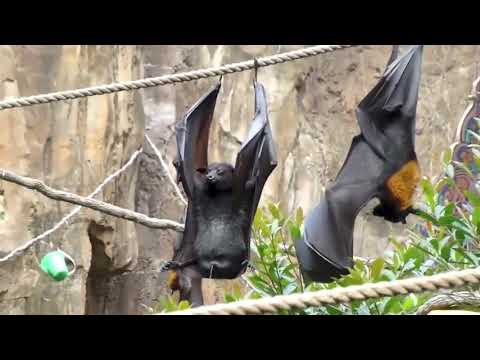 Jak sikają nietoperze?