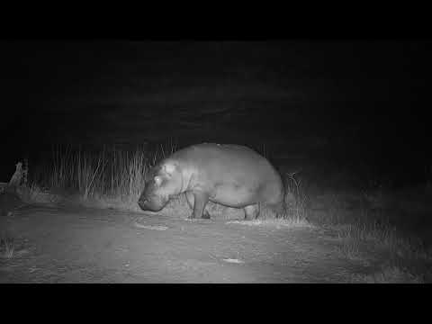 Djuma:  Lone Hippo arrives for a drinK - 02:45 - 05/28/19