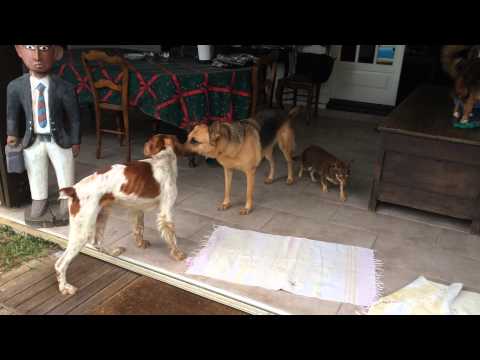 Le Bon Coin Chien A Donner Sosanimaux
