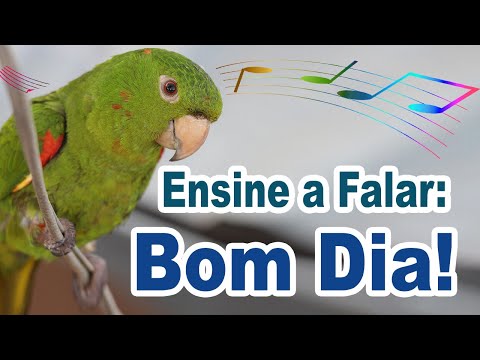 Frase para ensinar papagaio a falar bom dia - frase bom dia para treinar papagaio