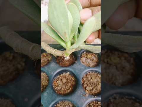 クラッスラ・オバタの花