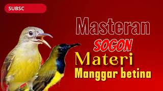 Download lagu MASTERAN SOGON MATERI MANGGAR BETINA, NEMBAK TAJAM FULL POWER #sogongacor #sogon #sogongacorngobra mp3