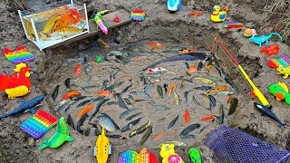 Download lagu Fishing a lot of ornamental fish in small rivers, koi fish, catfish, betta fish, turtles, geese mp3 Download lagu Fishing a lot of ornamental fish in small rivers, koi fish, catfish, betta fish, turtles, geese mp3