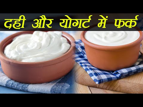Difference beween curd and yogurt