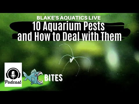 Episode 7 - 10 Aquarium Pests and How to Deal with Them - Blake's Aquatics Live Bites