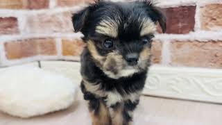 ハーフ犬の動画01