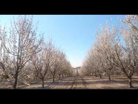 Timelapse almond orchard