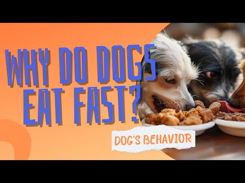 Why Does My Dog Eat So Fast? | Dog's Behavior