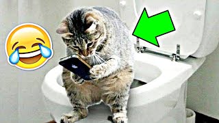 morsomme katter 😂 gulliga katter 😜 katter och gurkor 😁 roliga katter 🤣 katter som jamar