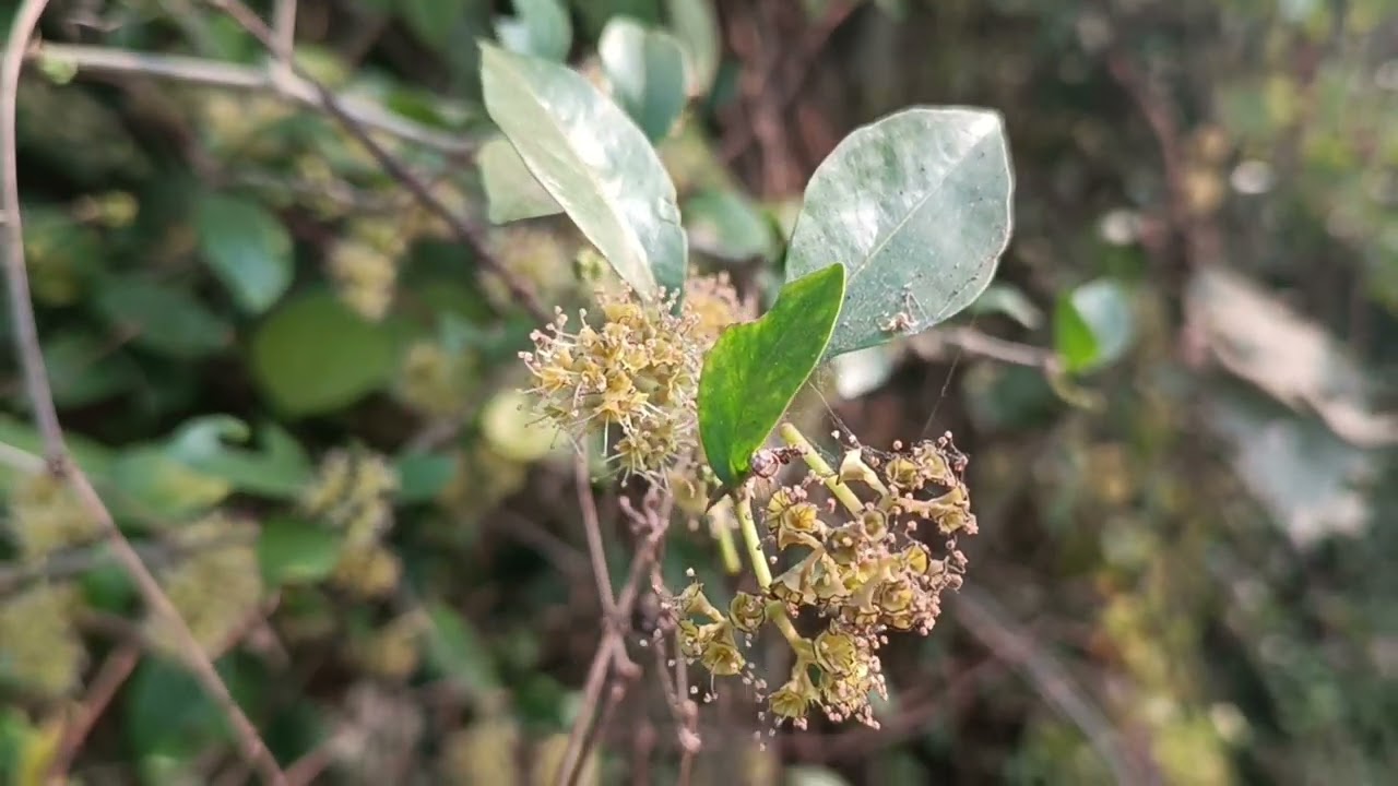 Pisonia aculeata, Hathi Ankuso, a medicinal plant of Odisha, Dr. Sanjeet Kumar, #medicinalplant - YouTube