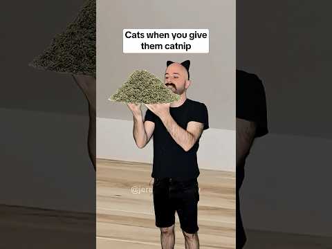 cats when you give them catnip