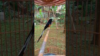 Download lagu murai ekor panjang 24cm mp3 Download lagu murai ekor panjang 24cm mp3