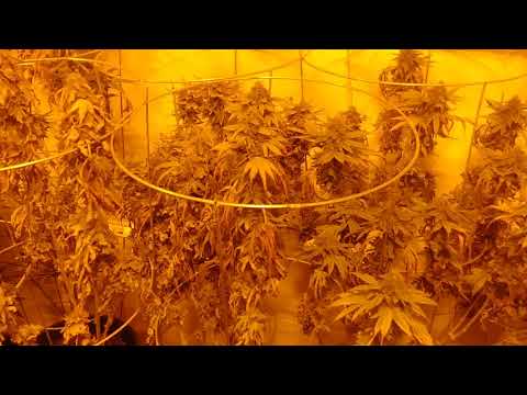 Growroom Update: 💀Brown Sugar BAD💀