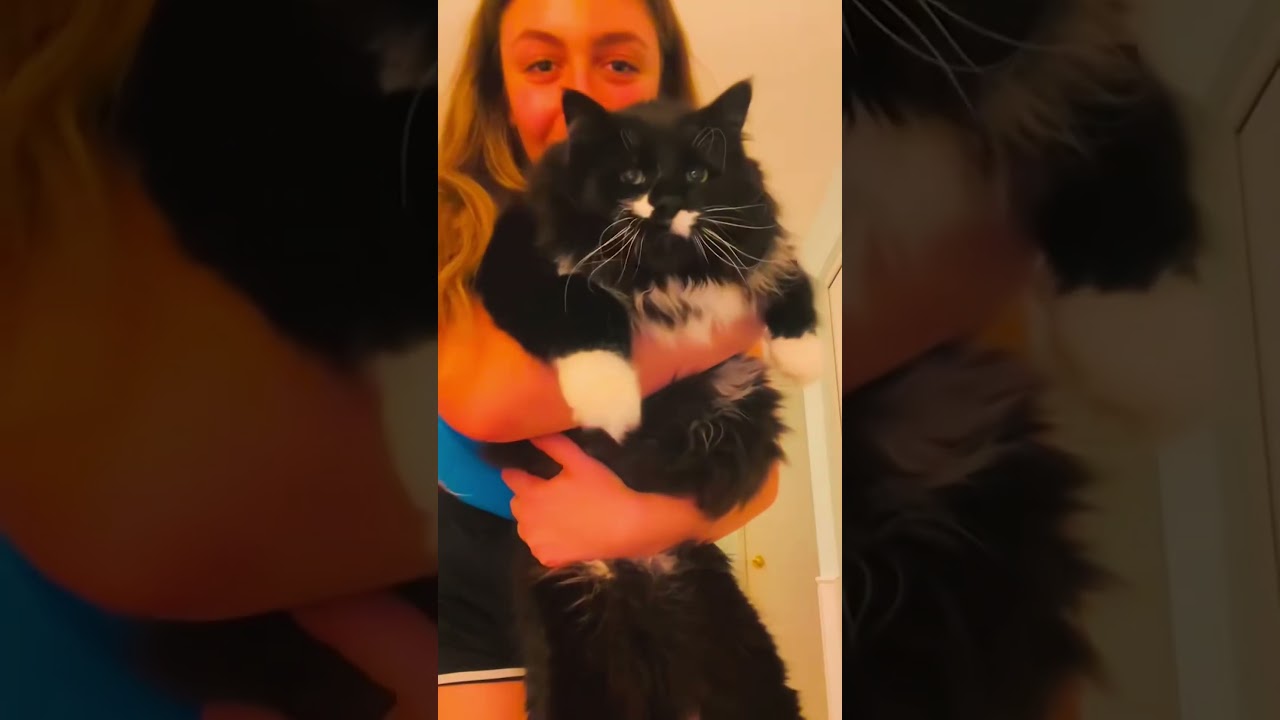 Part 75 #funny #cat#MiniDrama