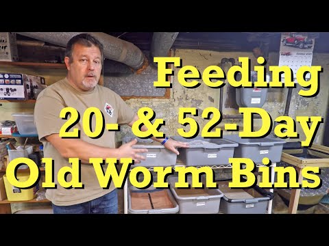 Newest 52- & 20-day red wiggler worm bins are fed - vermicomposting