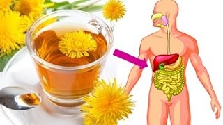 If You Drink Dandelion Tea Everyday Then This Will Happen To Your Body!