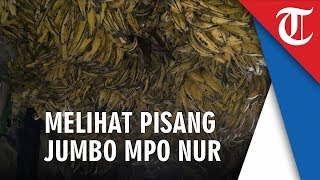 Pisang Jumbo Tanduk Mpo Nur di Depan Stasiun Manggarai yang Laris Manis