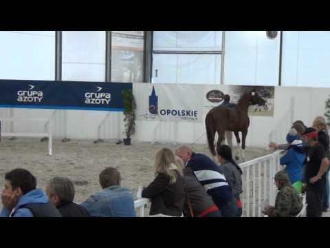 22 GOLD QUATERBACK SKOKI