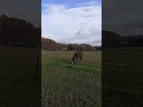 jak chcete žít bez koní ????