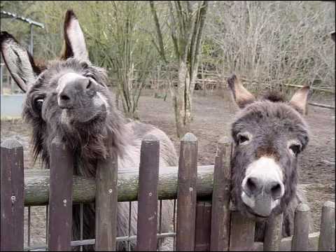 Zebra Anlautrap | Ernst Klett Verlag |Schreiben Und Lesen Lernen Mit Joline