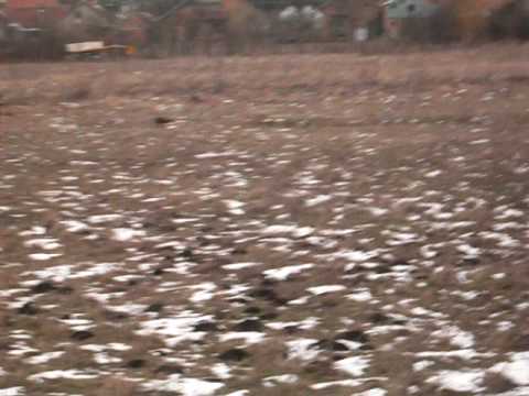 Nemacki kratkodlaki pticar kurzhaar german shorthaired pointer field work rad u polju i mir na zeca