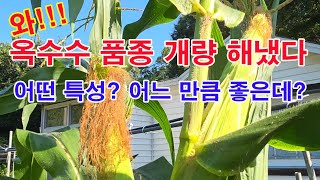 와!!! 옥수수 품종 개량 해냈다? 어떤 특성? 어느 만큼 좋은데?(옥수수 재배, 옥수수 심기, 옥수수 종자…