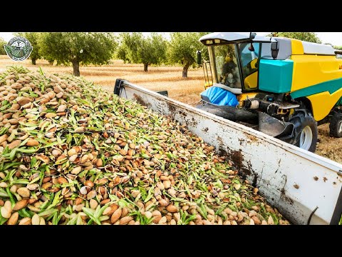 2.6 Billion Pounds Of Almonds Are Harvested By American Farmer This Way | Agriculture Technology