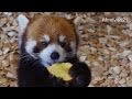 リンゴをペロペロ〜レッサーパンダ~Red Panda licks the apple