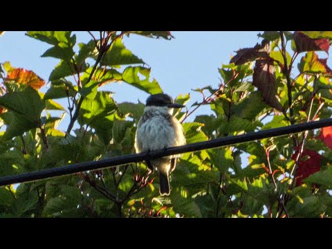 Sacred Kingfisher / Kotare - New Zealand Birds, Kapiti