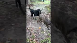 Video preview image #1 Mutt Puppy For Sale in Lenoir, NC, USA