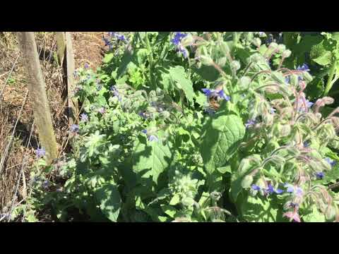Borage and Honey Bees NZ