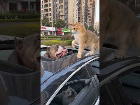 猫咪团团这次是真“虎”啊！！“大哥”都敢揍了！！哈哈哈…… 这猫咪是真“虎”啊！#萌宠 #萌宠出道计划 #萌宠日常记录 #猫咪 #动物的迷惑行为