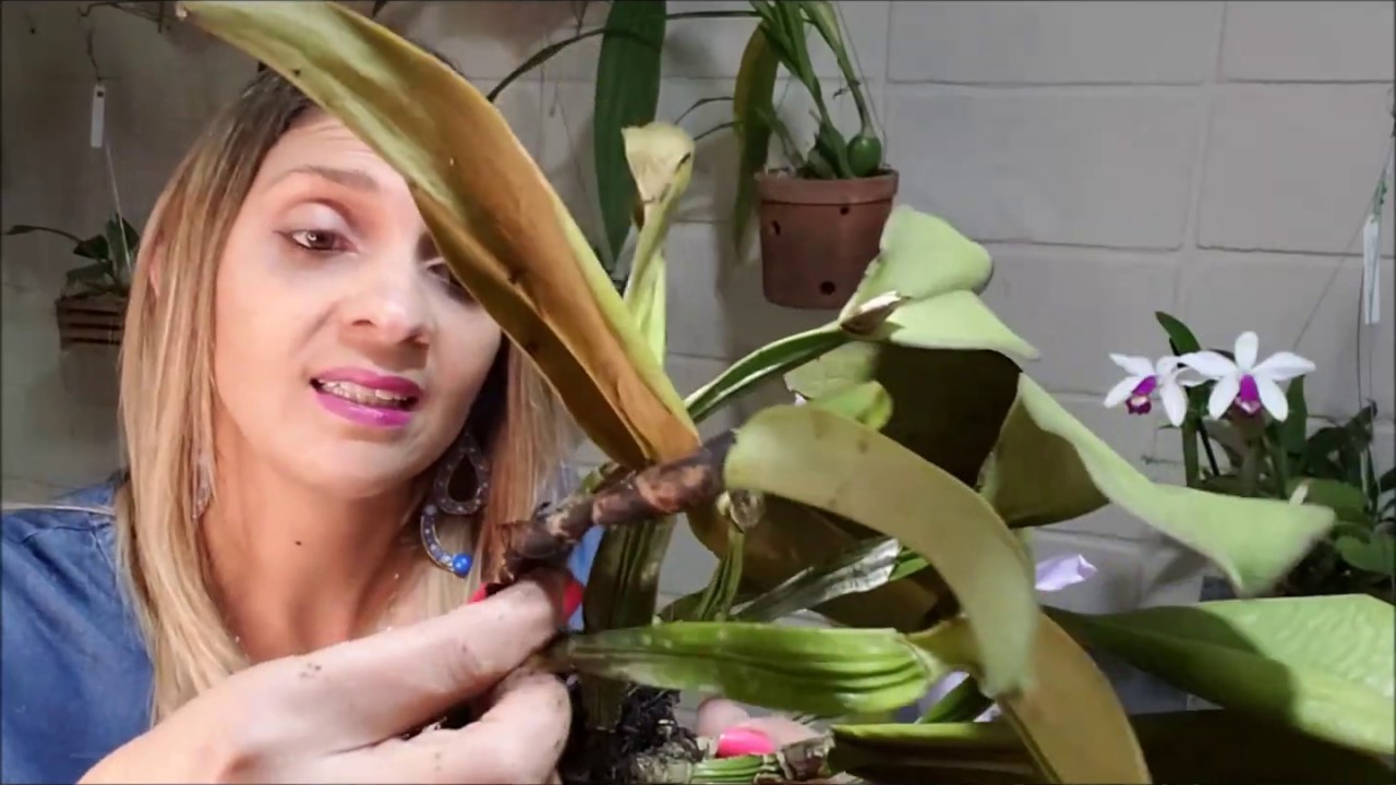 Porque as folhas das minhas orquídeas estão murchando e enrugadas?