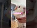 I always wanted a guinea pig🩷 PS I was very gentle:) #guineapig #funny #pleasesubscribe #cute #fyp