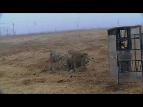 Human cage lion experience - you have to experience this!