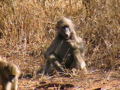 Paul Mofokeng Animal Pictures & Videos - Disgruntled Baboon