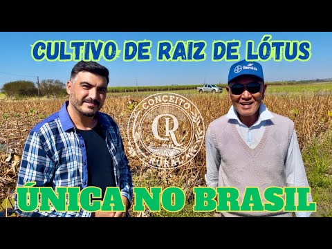 🌸O ÚNICO CULTIVO DE RAIZ DE LÓTUS DO BRASIL | Tradição Japonesa em Colônia Mombuca / Guatapará (SP)🌸