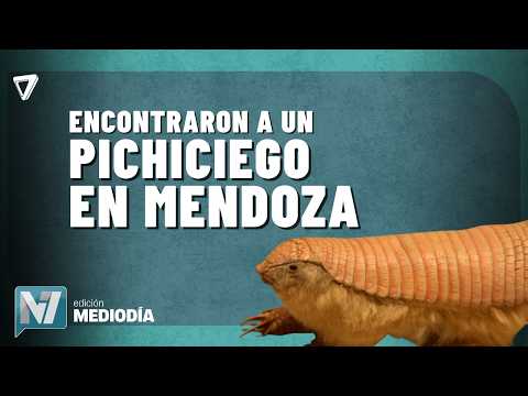 URGENTE: hallaron al ARMADILLO más PEQUEÑO del MUNDO en Mendoza