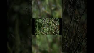 Download lagu Bokeh Perfection: One Flower, Soft Background  #photography mp3