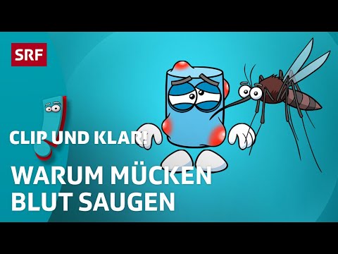 Mücken: Spannende Fakten zu den stechenden Insekten | SRF Kids – Clip und klar! | Für Kinder erklärt
