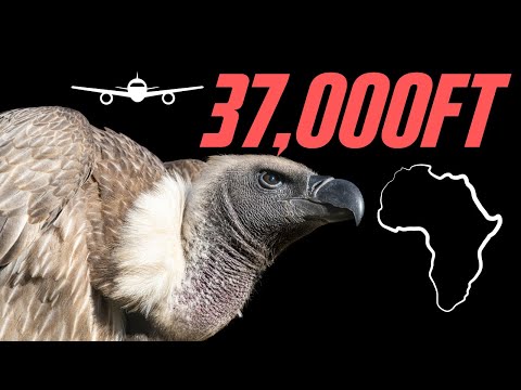 Ruppell's Griffon Vulture -  A true master of the air