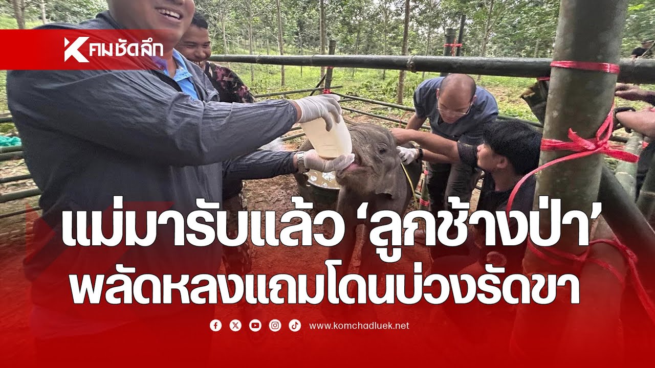 แม่มารับแล้ว 'ลูกช้างป่า' พลัดหลงแถมโดนบ่วงรัดขา