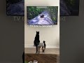 Cat Funny Videos ️ Animals Part 4022