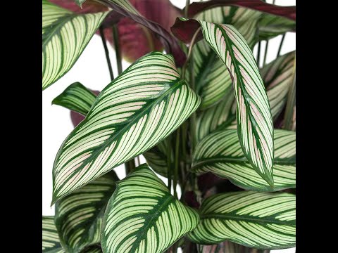 Folha Plant Shop - Calathea majestica 'White Star'